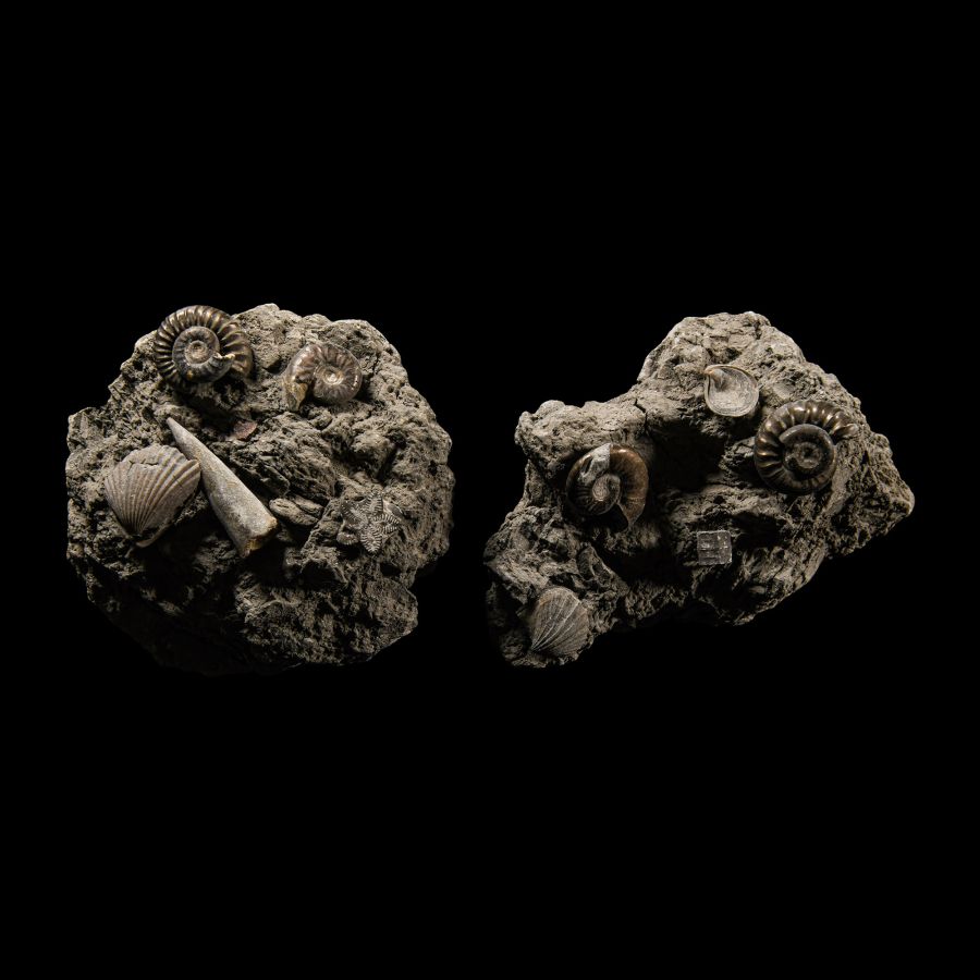 Natural History - Oxynotum Zone Fossil Accumulation Group