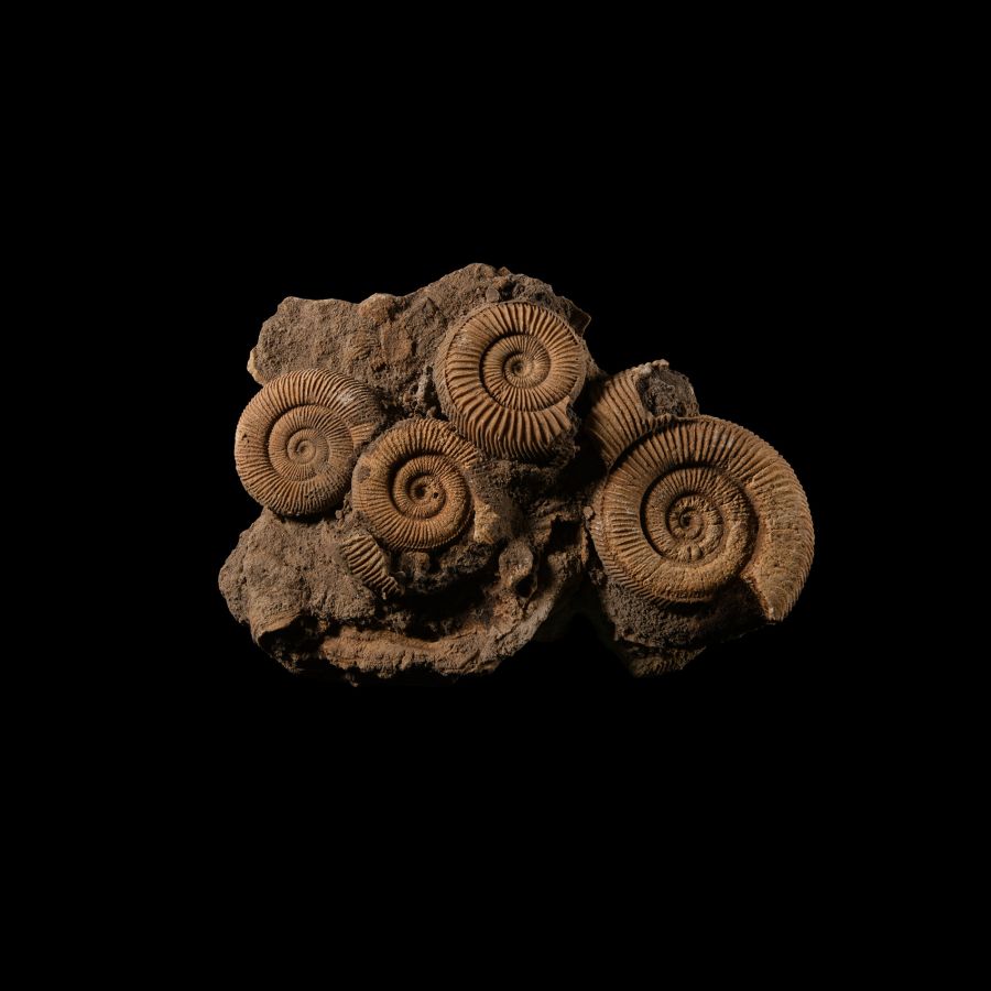 Natural History - Fossil Dactylioceras Ammonites