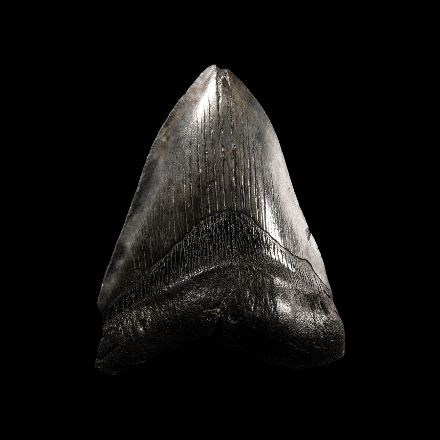 Natural History - Megalodon Giant Shark Fossil Tooth