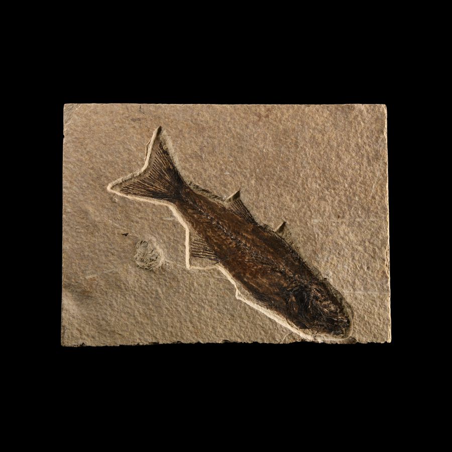 Natural History - Mioplosus Fossil Fish
