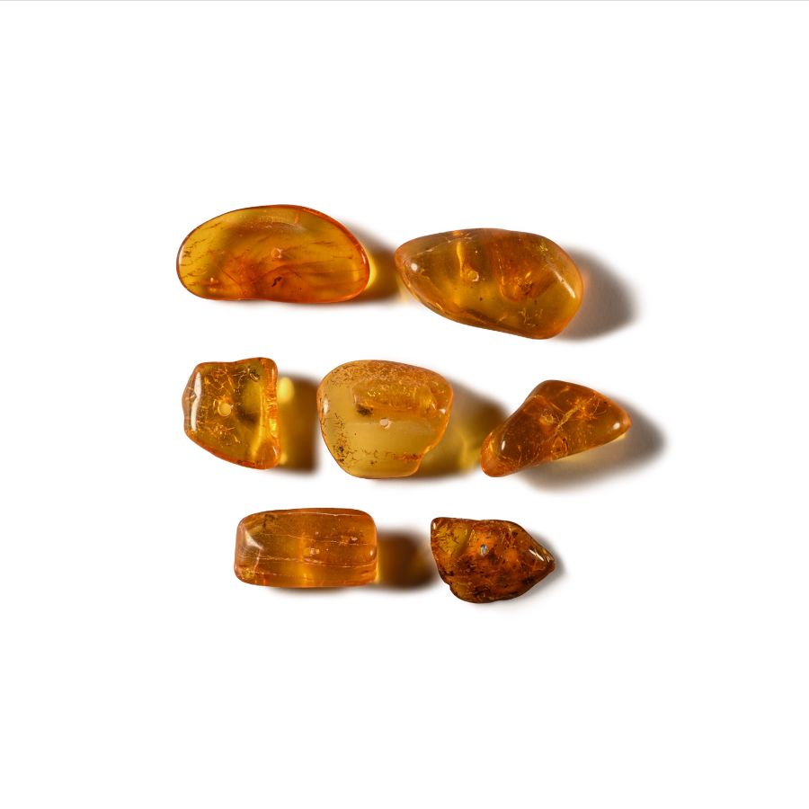 Natural History - Insects in Baltic Amber Group