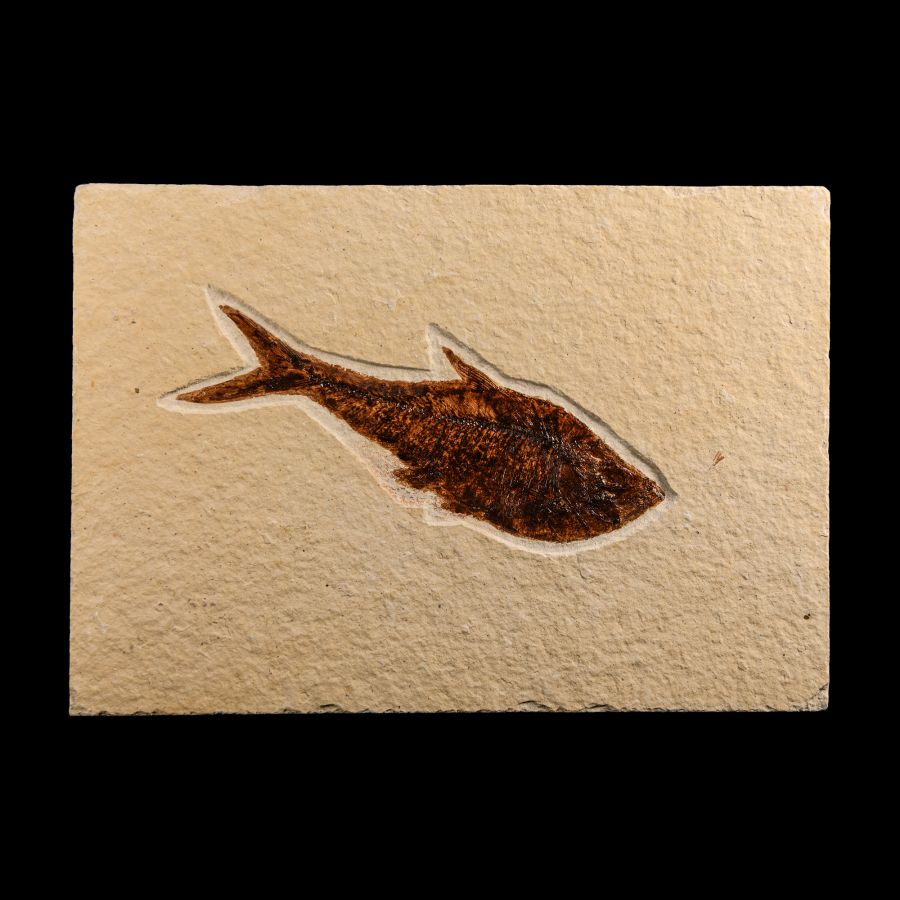 Natural History - Fossil Diplomystus Fish