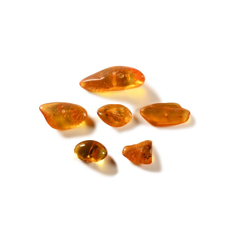 Natural History - Insects in Baltic Amber Group