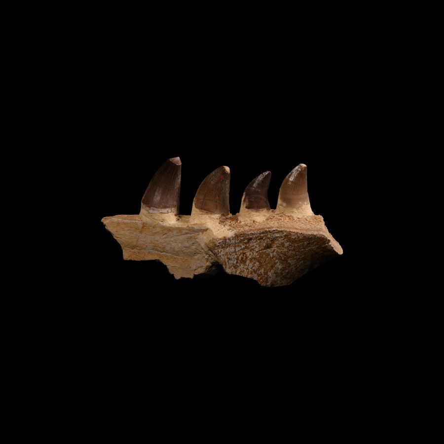 Natural History - Mosasaur Fossil Partial Jaw with Teeth