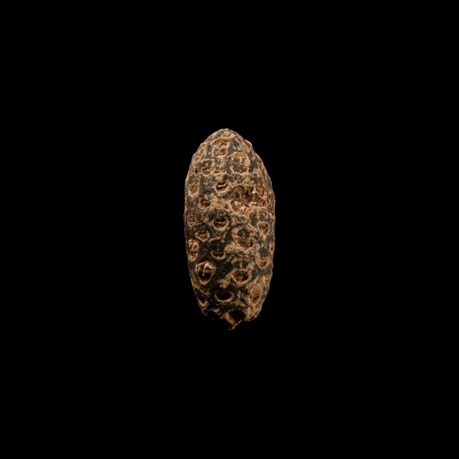 Natural History - Fossil Pine Cone