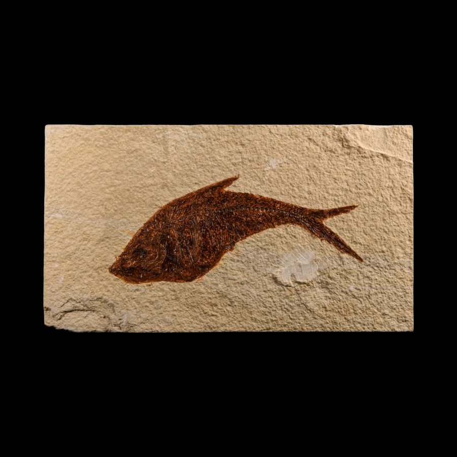 Natural History - Fossil Diplomystus Fish