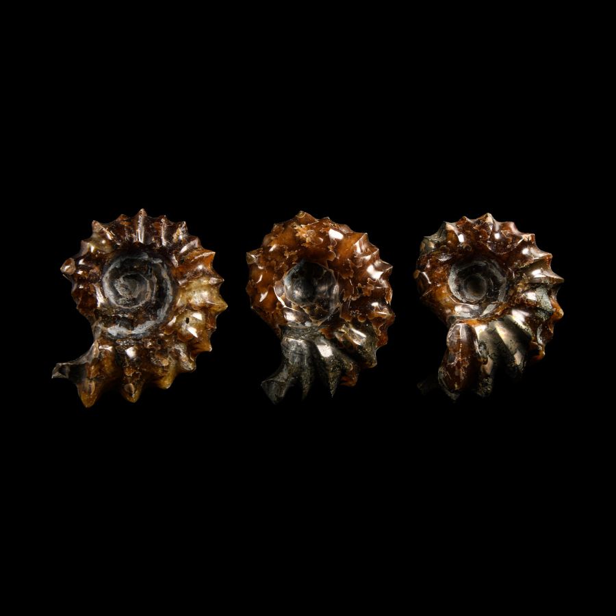 Natural History - Polished Douvilleiceras Ammonite Group