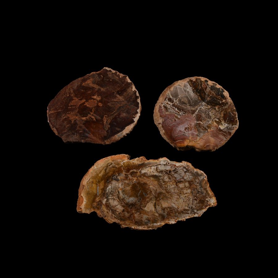 Natural History - Fossilised Wood Slice Group