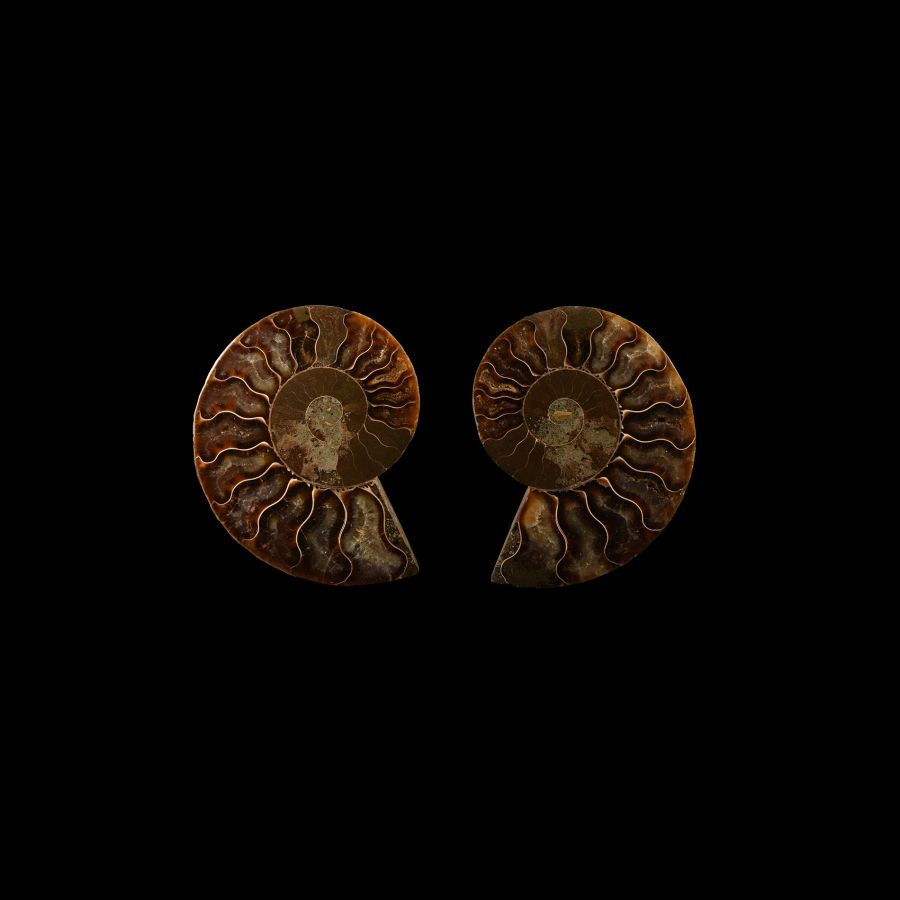 Natural History - Cut and Polished Fossil Ammonite