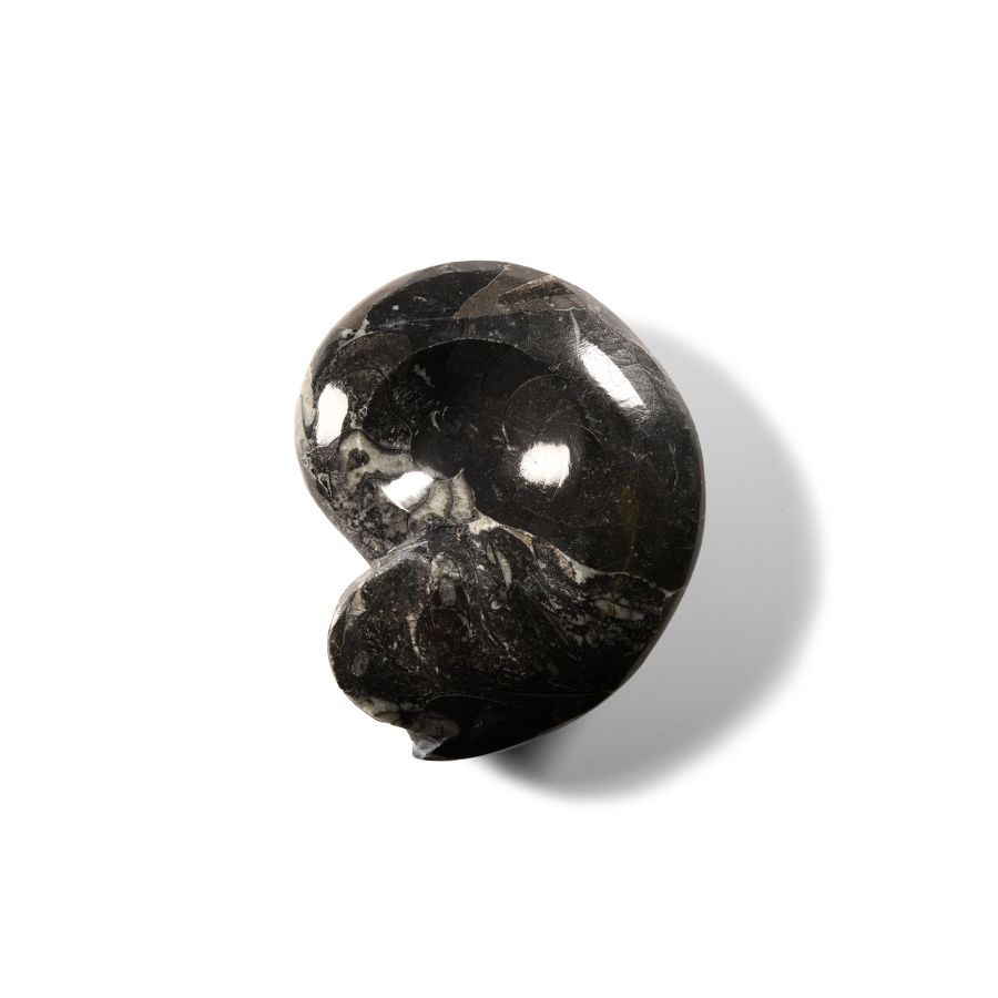 Natural History - Fossil Sporadoceras Goniatite