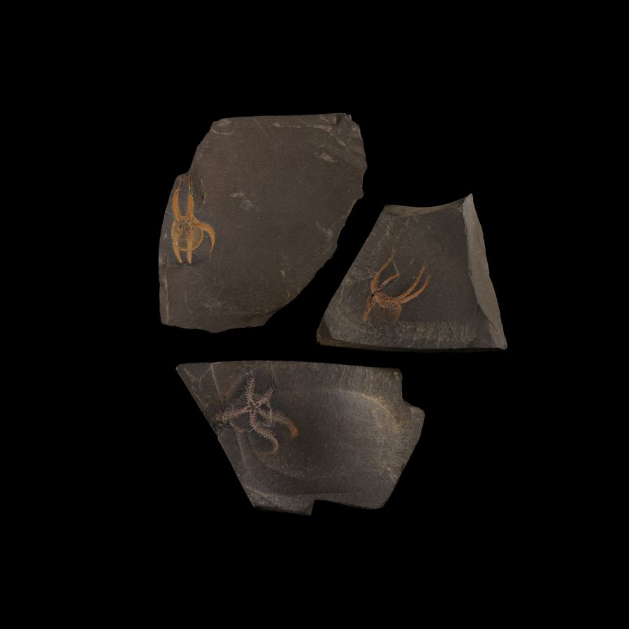 Natural History - Fossil Brittle Star Group