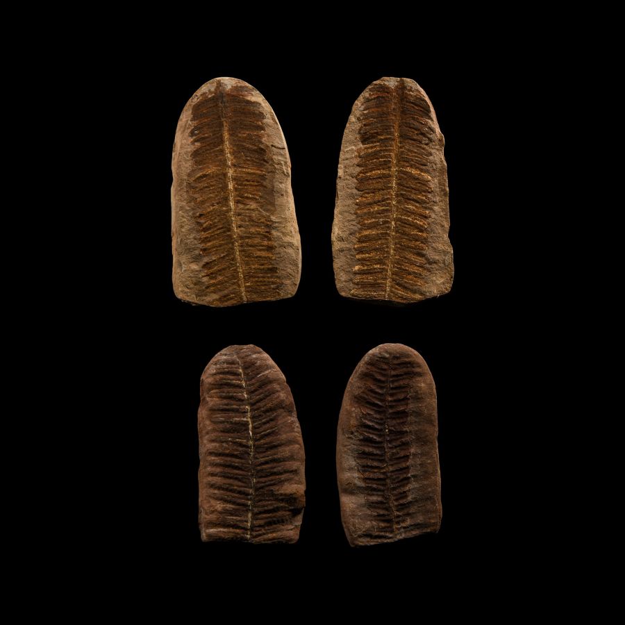Natural History - Fossil Seed Fern Pair