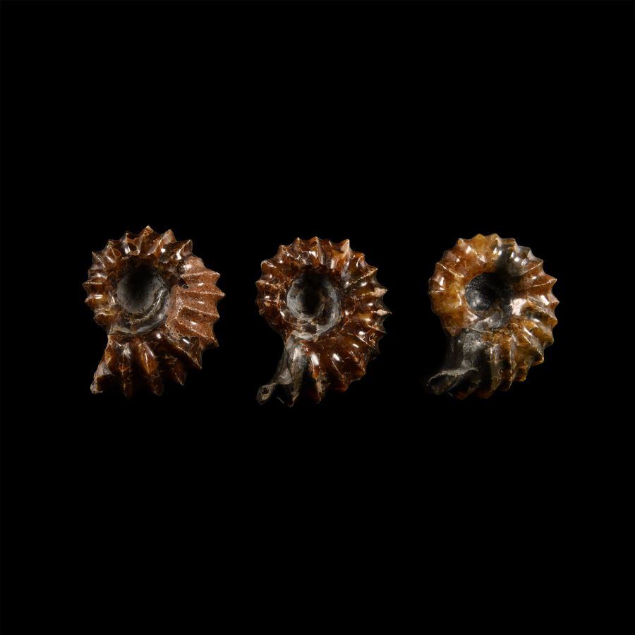 Natural History - Fossil Douvilleiceras Ammonite Group
