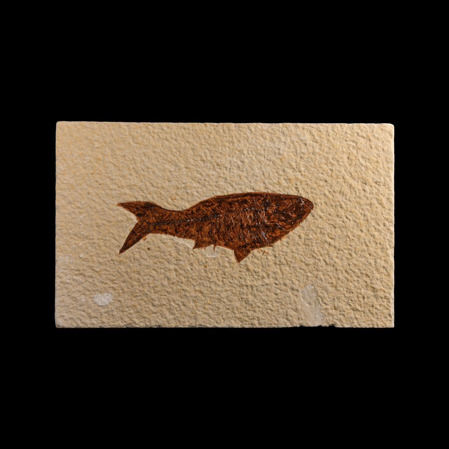 Natural History - Knightia Fossil Fish