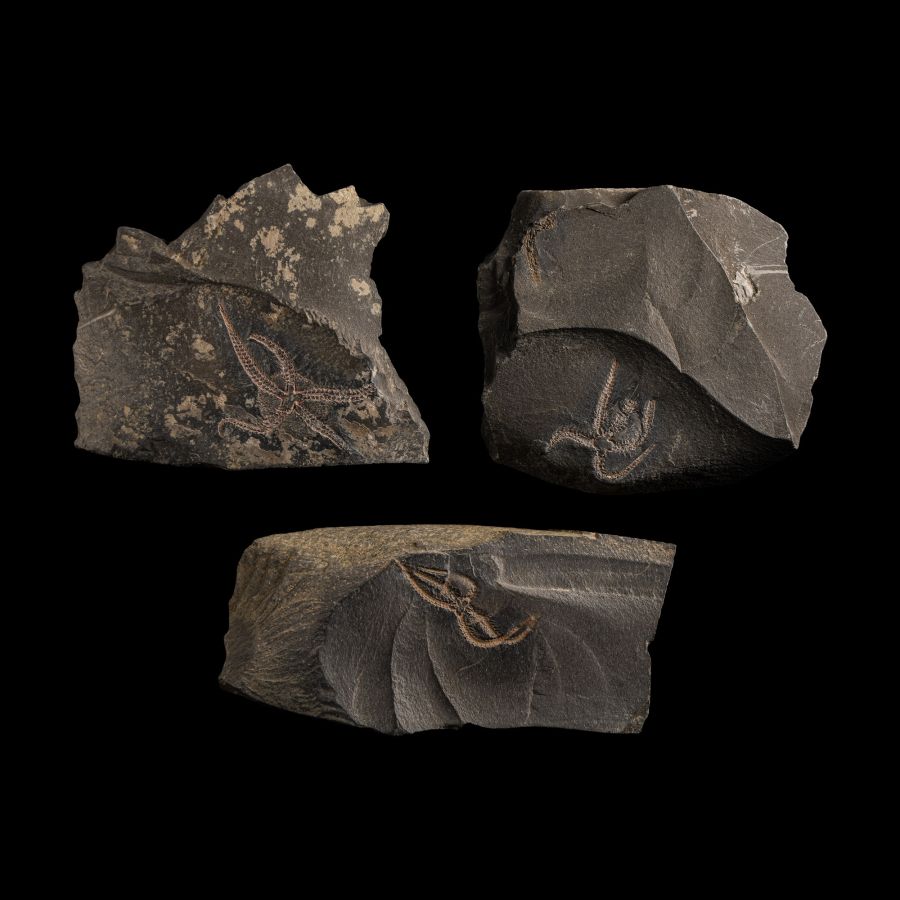 Natural History - Fossil Brittle Star Group