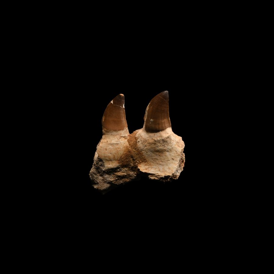 Natural History - Mosasaur Fossil Partial Jaw with Teeth