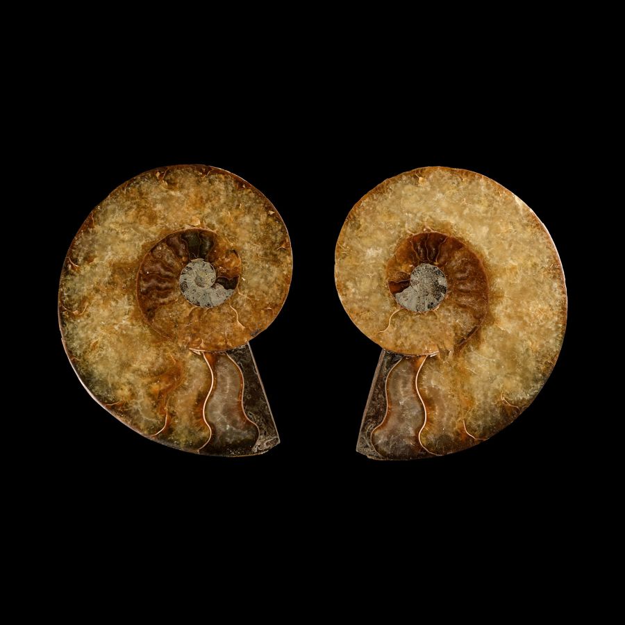 Natural History - Cut and Polished Fossil Ammonite