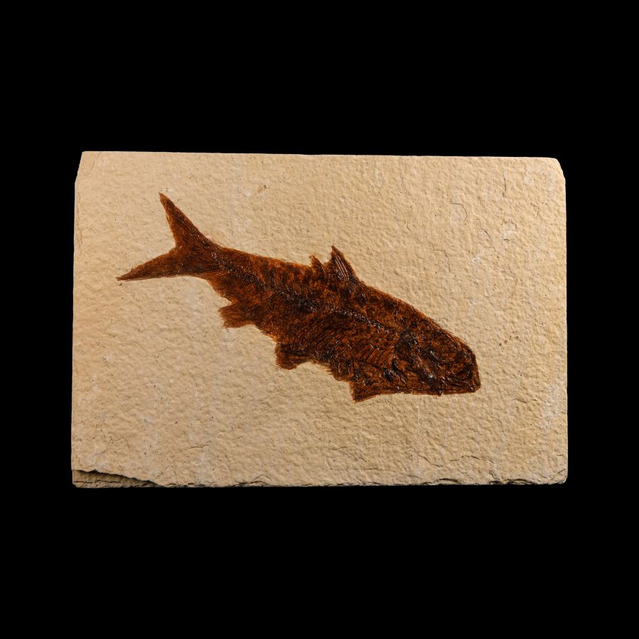 Natural History - Knightia Fossil Fish