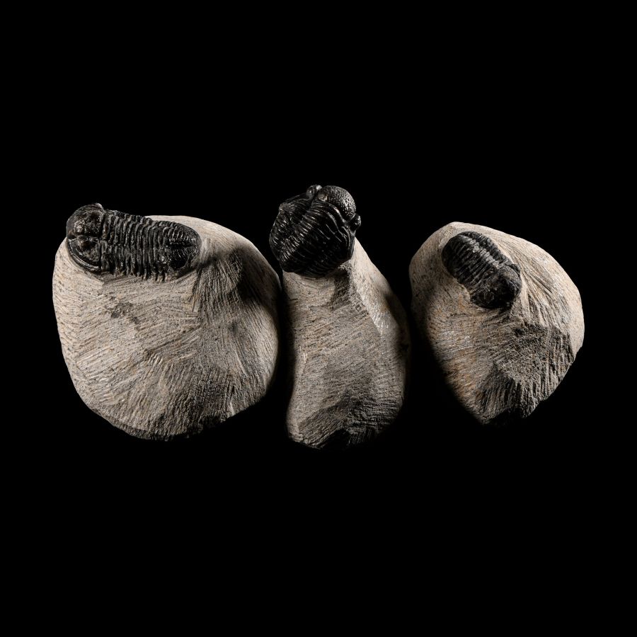 Natural History - Fossil Morocops Trilobite Group