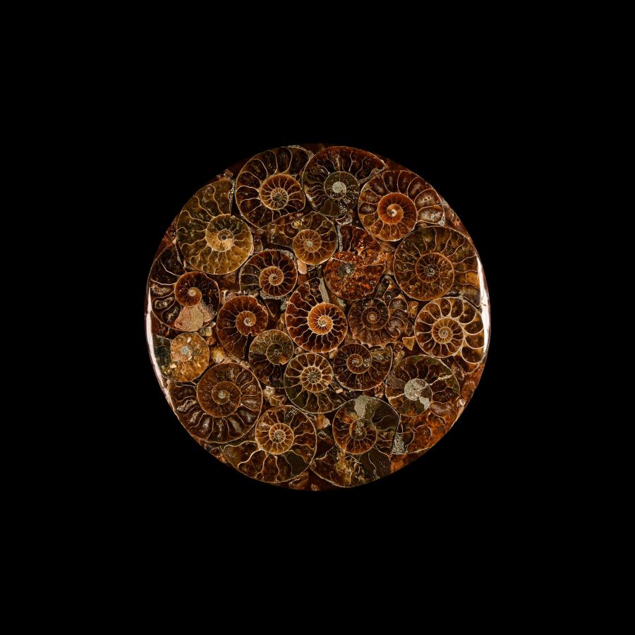 Natural History - Fossil Ammonite Plate
