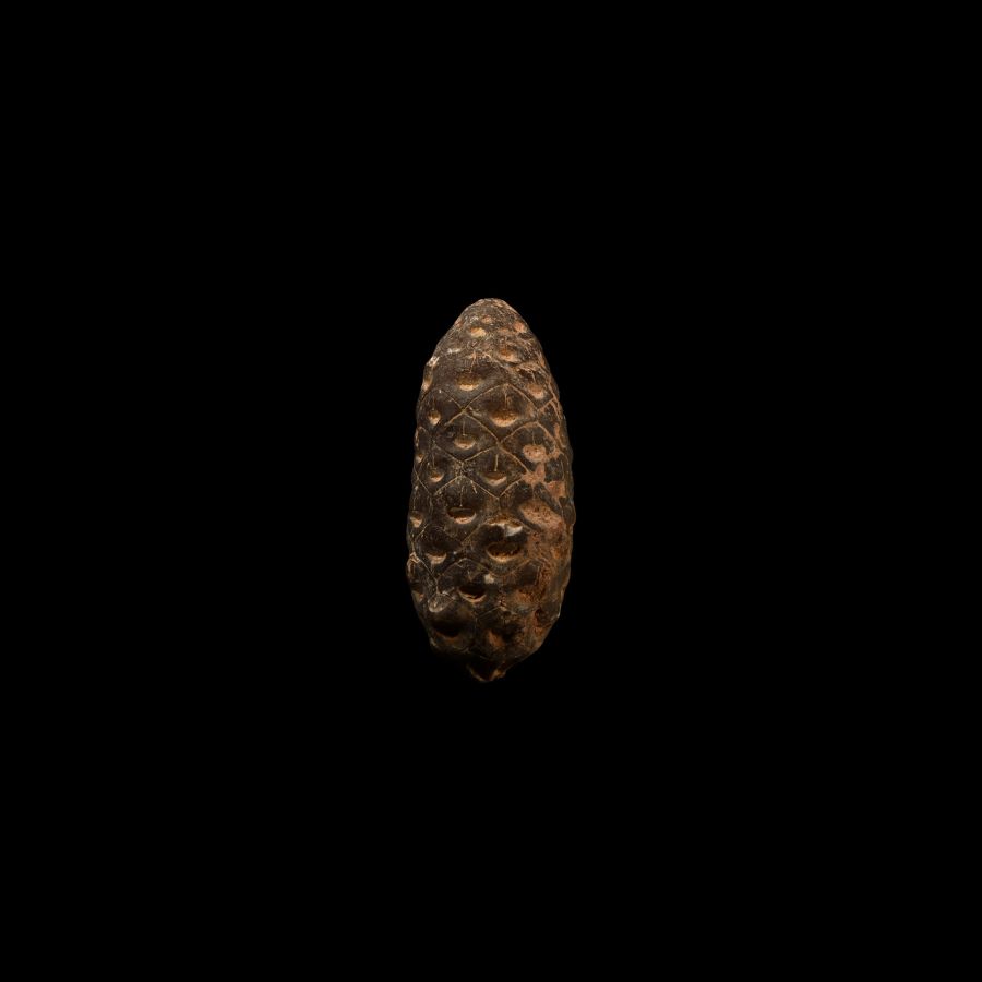 Natural History - Fossil Pine Cone