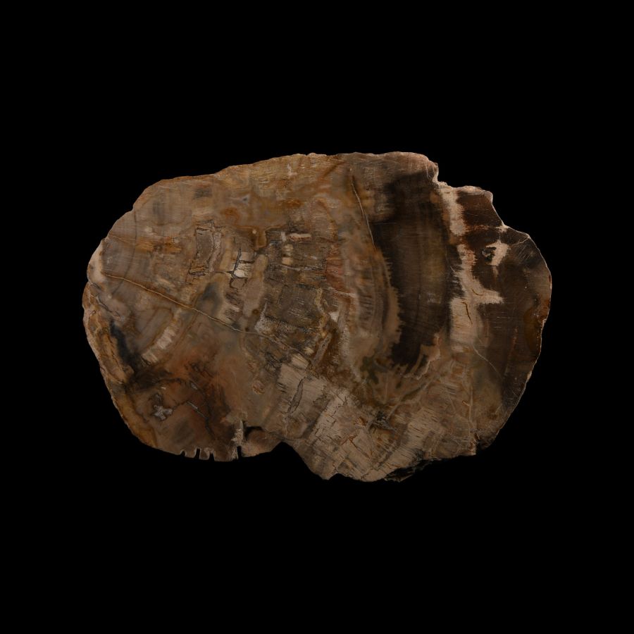 Natural History - Fossilised Wood Slice