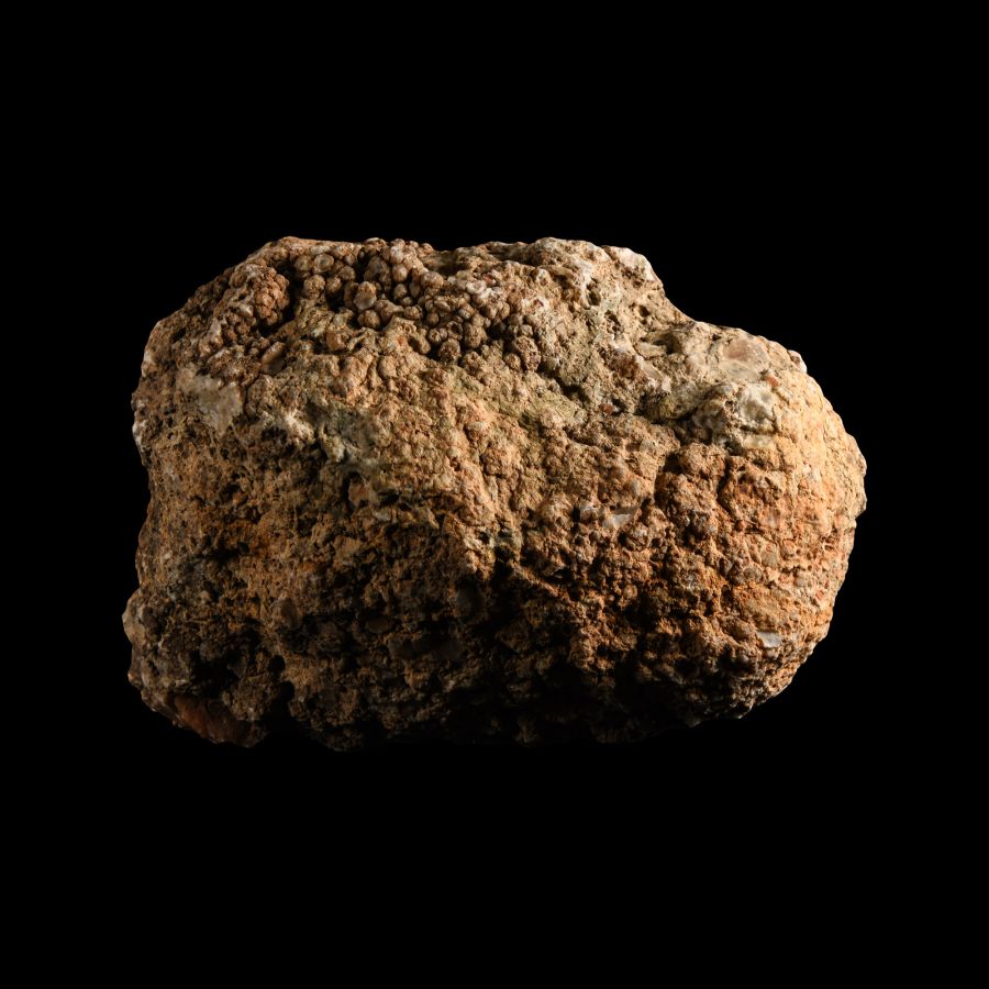 Natural History - Dinosaur Fossil Coprolite