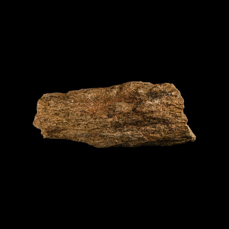 Natural History - Triceratops Dinosaur Frill Bone Section