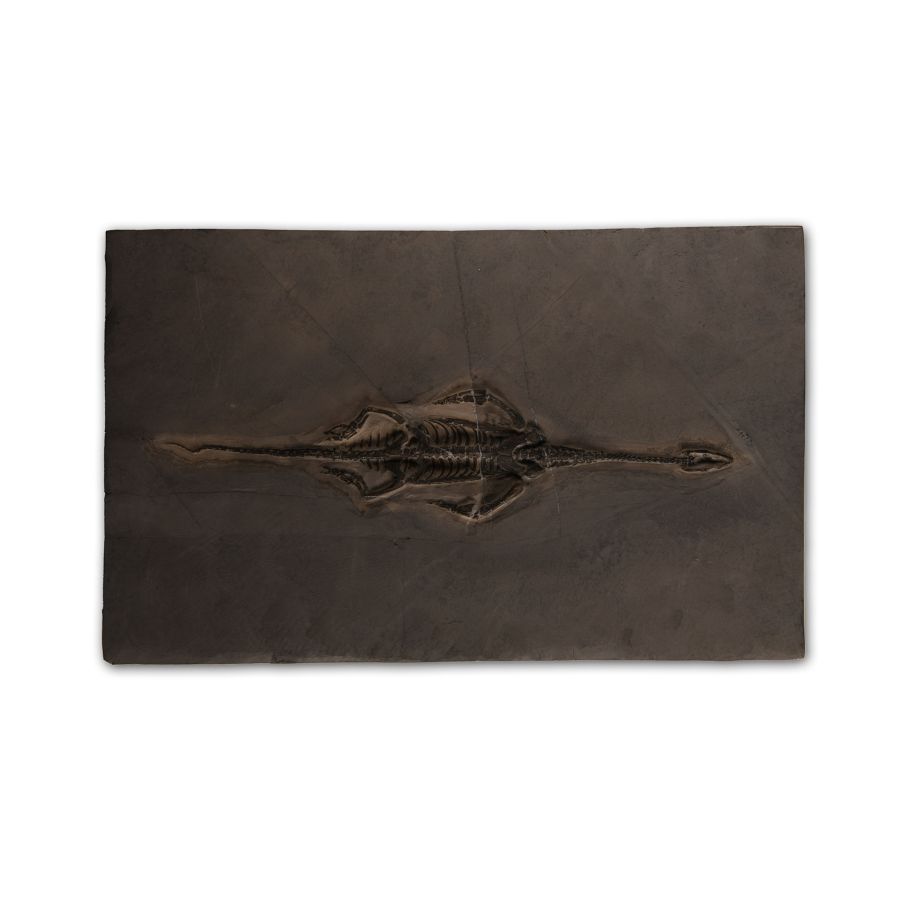 Natural History - Fossil Keichousaurus Marine Reptile Skeleton