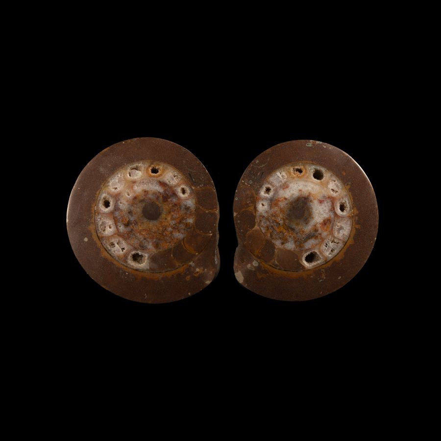 Natural History - Cut and Polished Fossil Ammonite