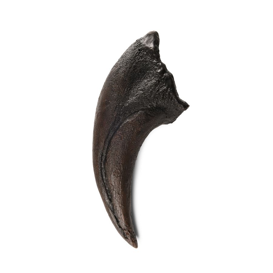 Natural History - Tyrannosaurus Rex Dinosaur Foot Claw Replica