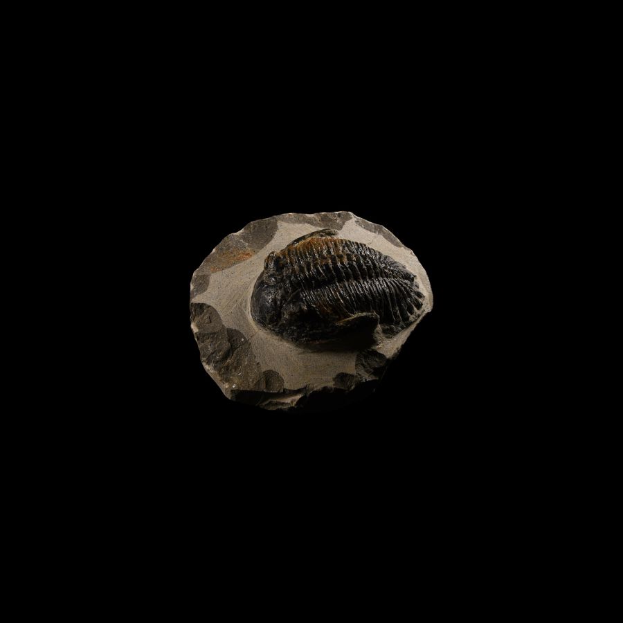 Natural History - Fossil Mesacristata Trilobite