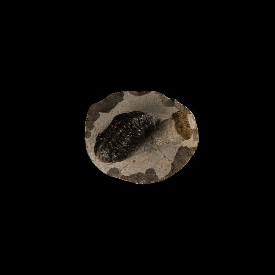 Natural History - Fossil Megalomanicus Trilobites