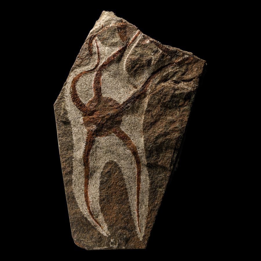 Natural History - Fossil Brittlestar