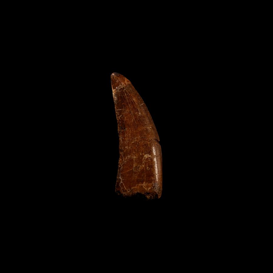 Natural History - Bahariasaurus Dinosaur Fossil Tooth