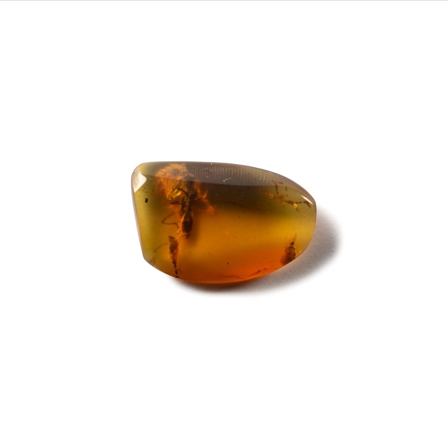 Natural History - Amber with Insect Inclusions