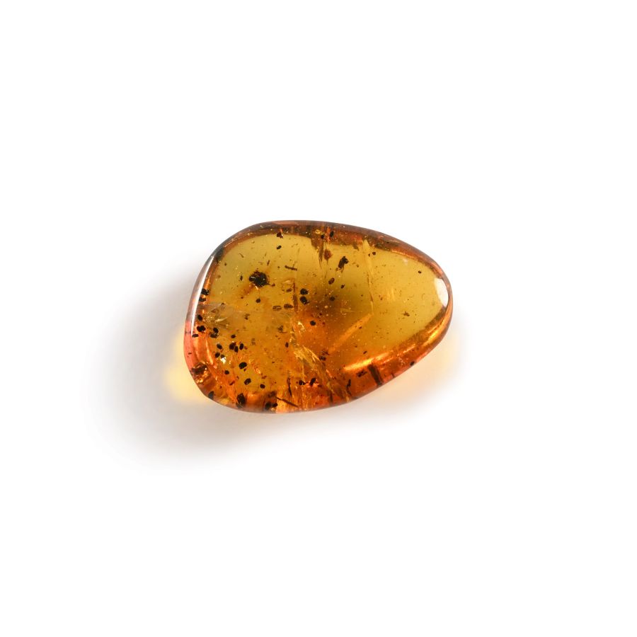 Natural History - Amber with Insect Inclusions