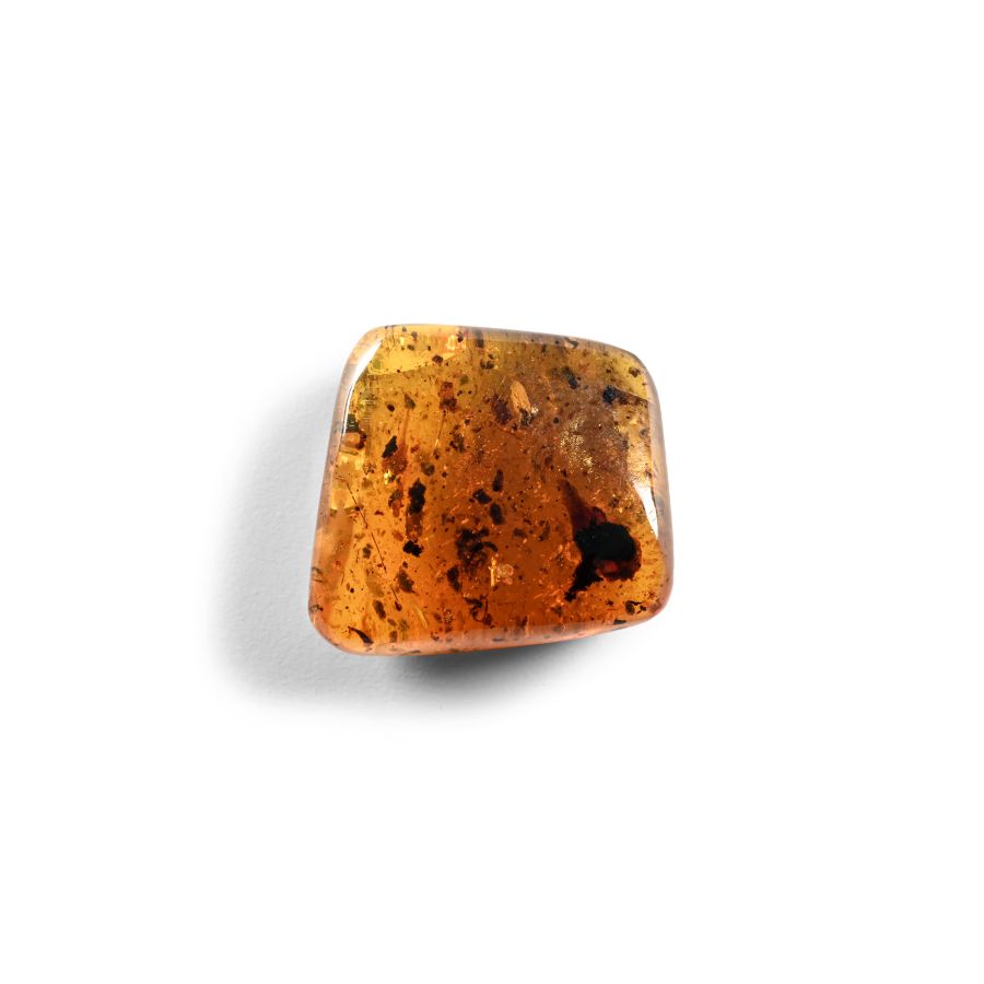Natural History - Amber with Insect Inclusions