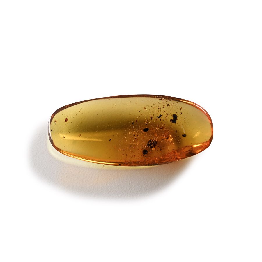 Natural History - Amber with Insect Inclusions