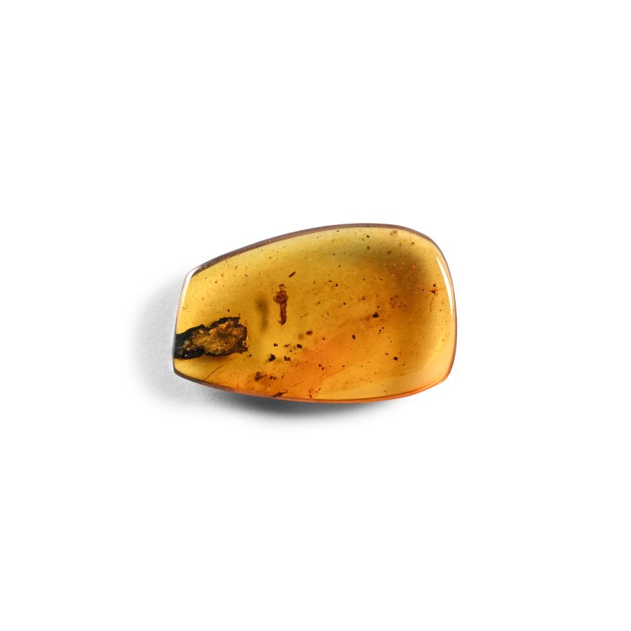 Natural History - Amber with Insect Inclusions