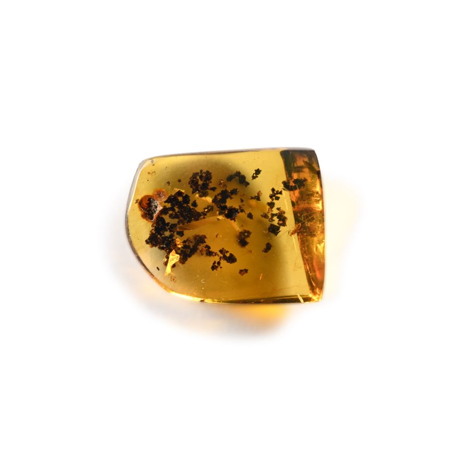 Natural History - Amber with Insect Inclusions