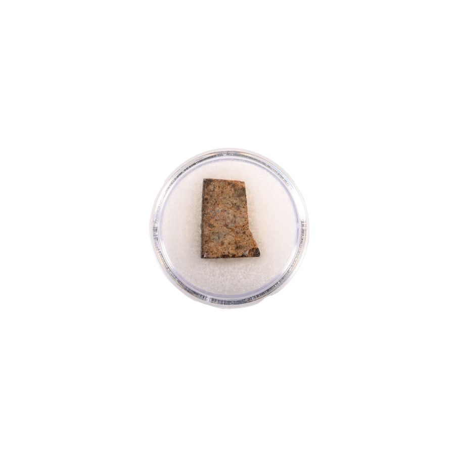 Natural History - NWA 073 L6 Chondrite Meteorite Slice in Gem Case