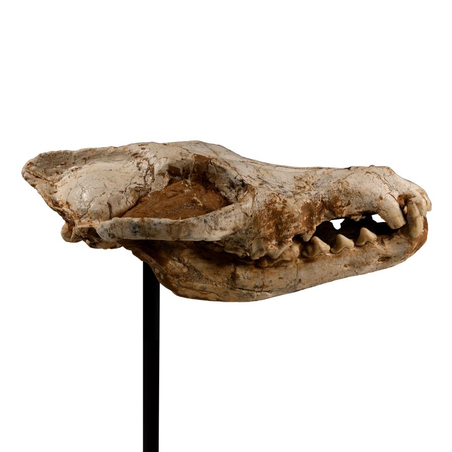 Natural History - Canis Teilhardi Ice Age Wolf's Skull