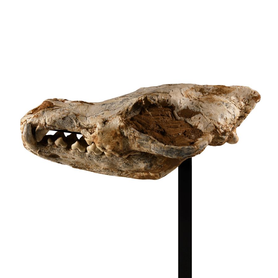 Natural History - Canis Teilhardi Ice Age Wolf's Skull