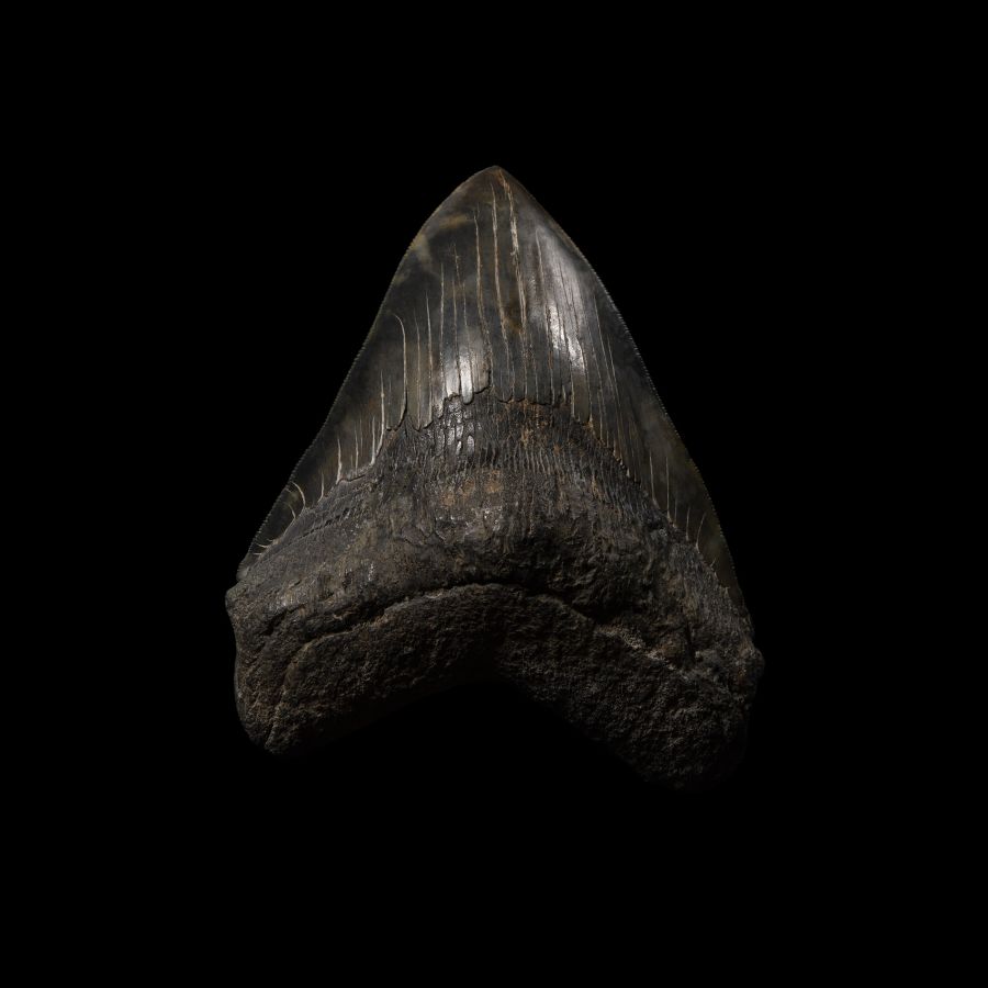 Natural History - Large Fossil Megalodon Giant Shark's Tooth