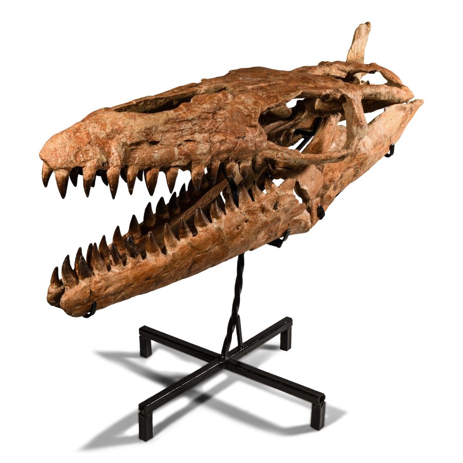 Natural History - Mosasaur 'Marine Dinosaur' Skull