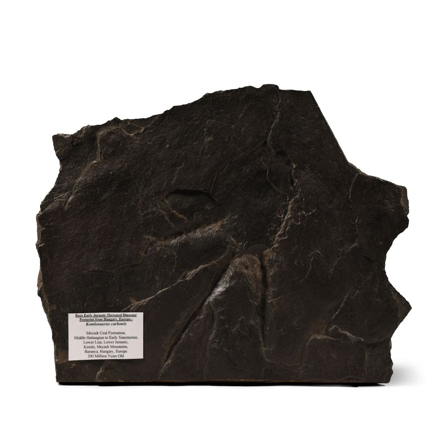 Natural History - Footprint of a Theropod Dinosaur