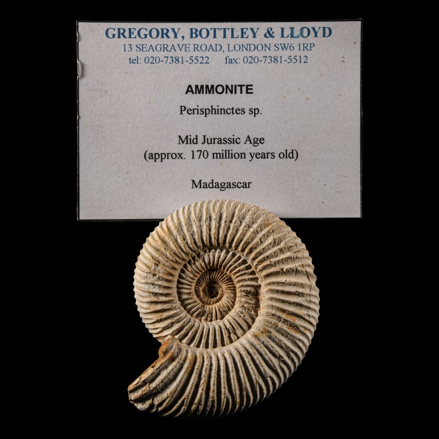 Natural History - Complete Fossil Ammonite