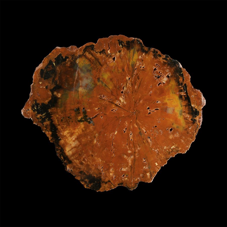 Natural History - Large Petrified Fossil Tree Trunk Slice