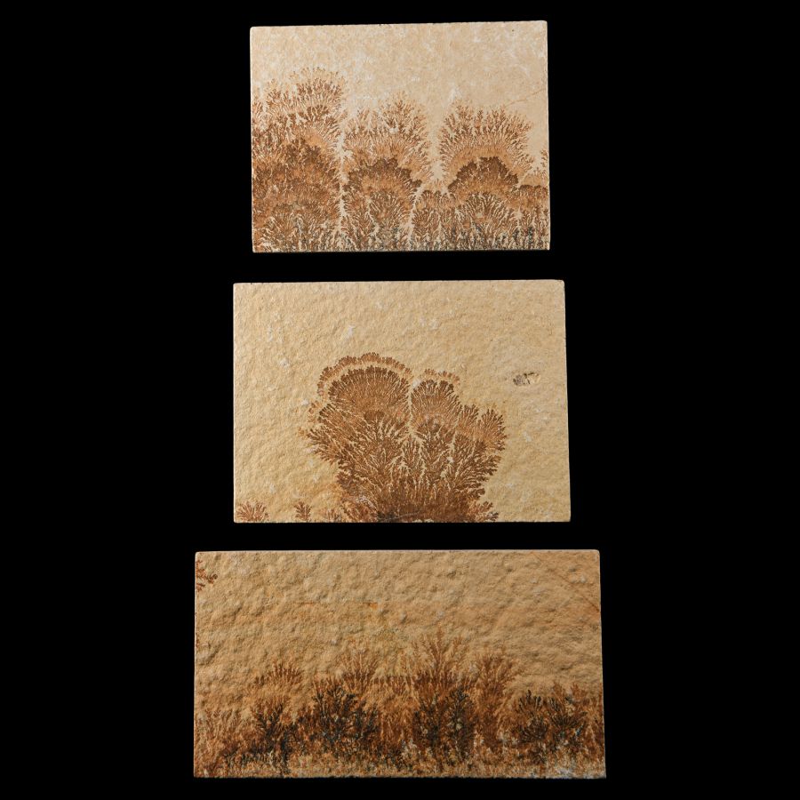 Natural History - Mocha Stone (Dendritic Limestone) Tile Group [3]